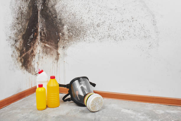 Best Mold Testing  in Hamburg, PA