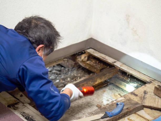 Best Black Mold Removal  in Hamburg, PA