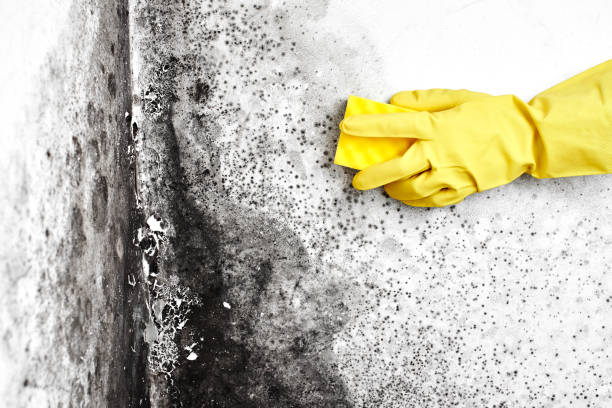 Best Mold Removal Company Near Me  in Hamburg, PA
