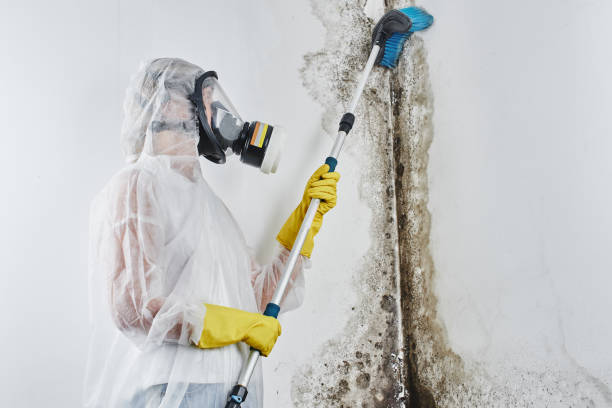 Best Residential Mold Removal  in Hamburg, PA