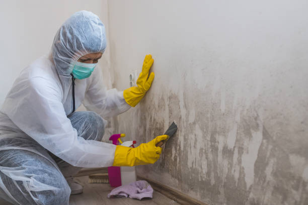 Best Mold Remediation  in Hamburg, PA