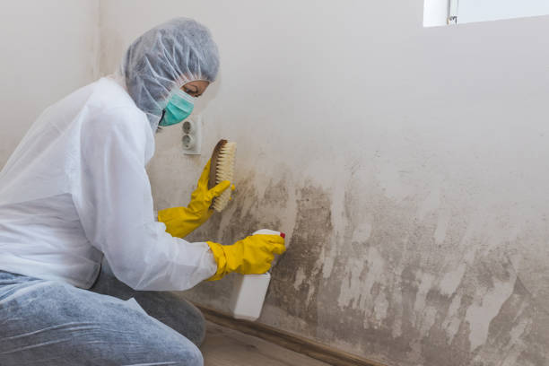Best Affordable Mold Removal  in Hamburg, PA