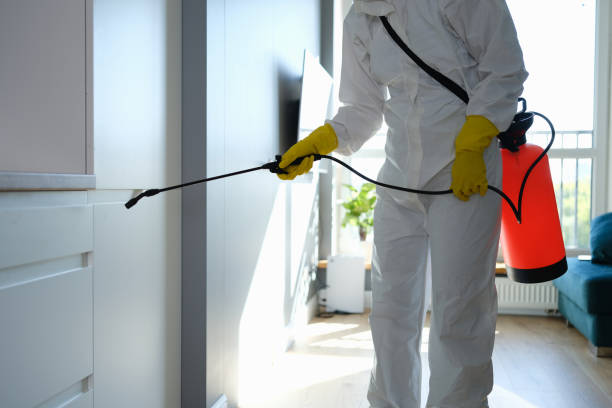 Best Black Mold Removal  in Hamburg, PA