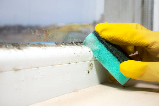 Best Home Mold Removal  in Hamburg, PA