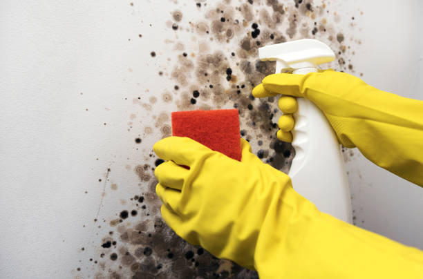 Trusted Hamburg, PA Mold Removal Experts