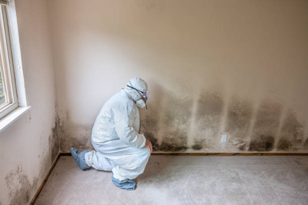 Best Mold Cleaning Services  in Hamburg, PA