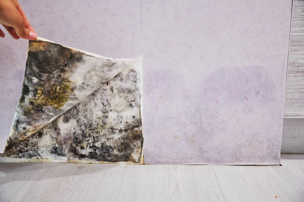 Best Local Mold Removal Service  in Hamburg, PA